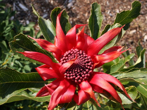Inverawe Native Gardens - Holiday Great Ocean Road 0
