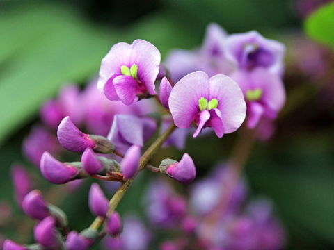 Inverawe Native Gardens - Holiday Great Ocean Road 2
