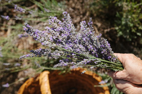 Nannup Lavender Farm - Holiday Great Ocean Road 2