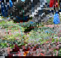 Portsea Market - Holiday Great Ocean Road