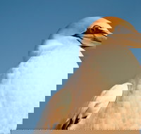 Port Phillip Heads Marine National Park - Holiday Great Ocean Road