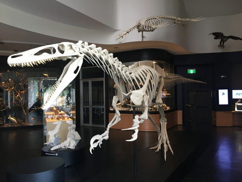UNE Natural History Museum - Holiday Great Ocean Road 0