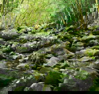 Wodi Wodi Walking Track - Holiday Great Ocean Road