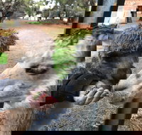 Alpaca Farm Experience at Crookwell - Holiday Great Ocean Road