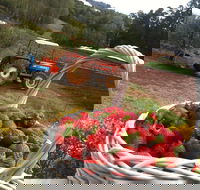 Blue Hills Berries and Cherries - Holiday Great Ocean Road