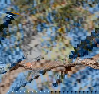 Greenough River Nature Trail