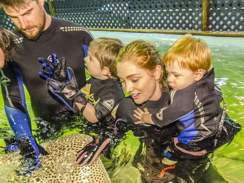 Irukandji Shark And Ray Encounters - Holiday Great Ocean Road 1