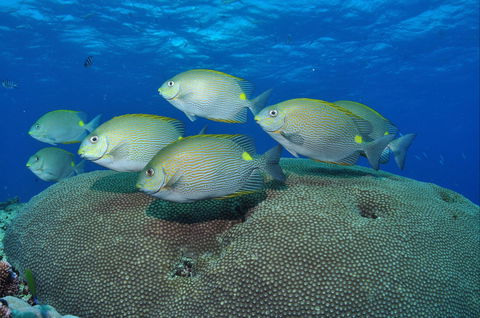 Lodestone Reef - Holiday Great Ocean Road 0