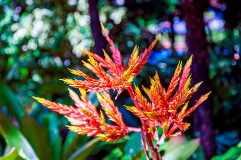 Queens Gardens - Holiday Great Ocean Road 2