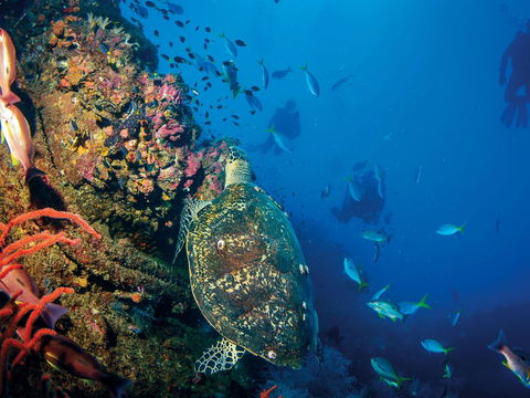 SS Yongala Dive Site - Holiday Great Ocean Road 0