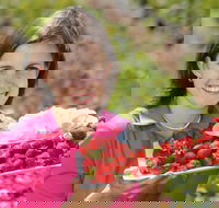 The Super Strawberry - Holiday Great Ocean Road