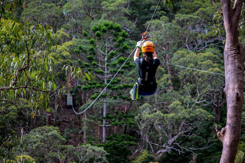 Thunderbird Park ® - Tamborine Mountain, Gold Coast Region - Holiday Great Ocean Road 2