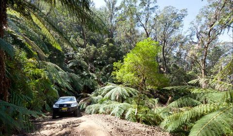 Wadbilliga Road Drive - Holiday Great Ocean Road 0