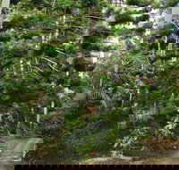 Way Way Creek Road Drive - Holiday Great Ocean Road