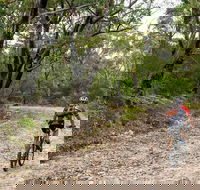 Cawleys Road trail - Holiday Great Ocean Road