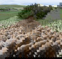 Curringa Farm - Accommodation and Farm Tours - Holiday Great Ocean Road