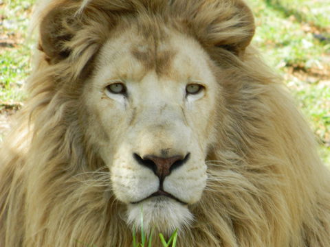 Darling Downs Zoo - Holiday Great Ocean Road 0