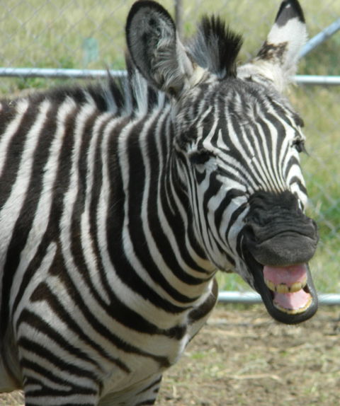 Darling Downs Zoo - Holiday Great Ocean Road 2