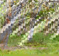 Freshwater track - Holiday Great Ocean Road