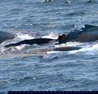 Gerringong Whale Watching Platform - Holiday Great Ocean Road