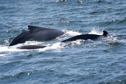 Gerringong Whale Watching Platform - Holiday Great Ocean Road 0