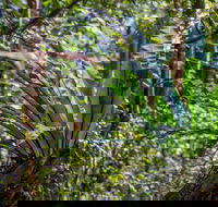 Great North walk - Palm Grove Nature Reserve - Holiday Great Ocean Road