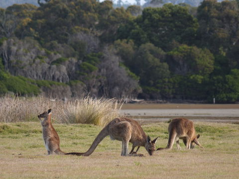 Great Nature Trail - Holiday Great Ocean Road 0