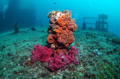 HMAS Brisbane Dive Site - Holiday Great Ocean Road 0