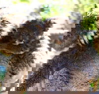 Koala Conservation Reserve