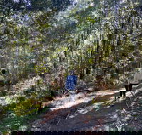 Lyrebird Circuit Walk - Holiday Great Ocean Road