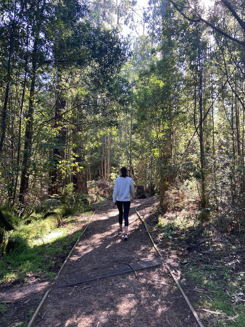 Lyrebird Circuit Walk - Holiday Great Ocean Road 0