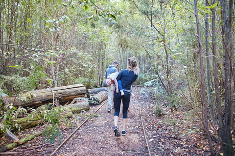 Lyrebird Circuit Walk - Holiday Great Ocean Road 1
