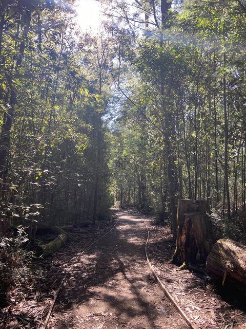 Lyrebird Circuit Walk - Holiday Great Ocean Road 2