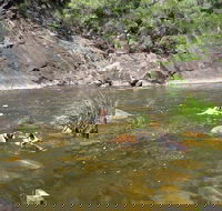 Mount Boss State Forest