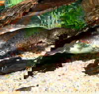 Platypus House - Holiday Great Ocean Road