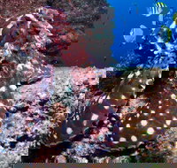 Smith Rock Dive Site - Holiday Great Ocean Road