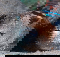 Amity Point Dive Site - Holiday Great Ocean Road