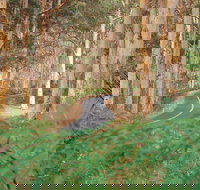 Boranup Karri Forest - Holiday Great Ocean Road