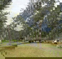 Chaelundi National Park - Holiday Great Ocean Road