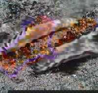 Curtin Artificial Reef Dive Site - Holiday Great Ocean Road