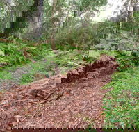 Forest Walking Track Gibraltar Range National Park - Holiday Great Ocean Road