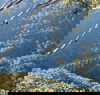 Forest Walk to Sublime Point Track - Holiday Great Ocean Road