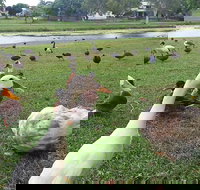 Gooseponds North Mackay - Holiday Great Ocean Road