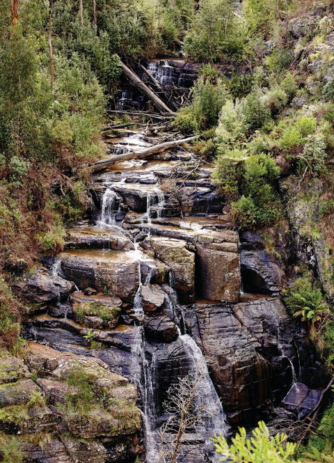 Kinglake National Park - Holiday Great Ocean Road 1
