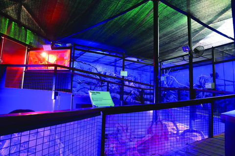 Kuranda Koala Gardens - Holiday Great Ocean Road 2