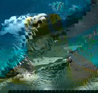 Reef HQ Aquarium - Holiday Great Ocean Road