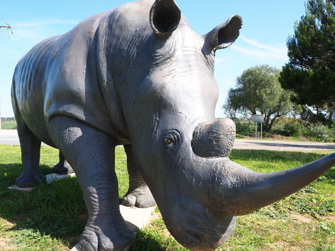 Tailem Bend Rhino Park And Dickson Reserve - Holiday Great Ocean Road 0
