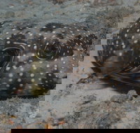The Wrecks Dive Site at Moreton Island - Holiday Great Ocean Road
