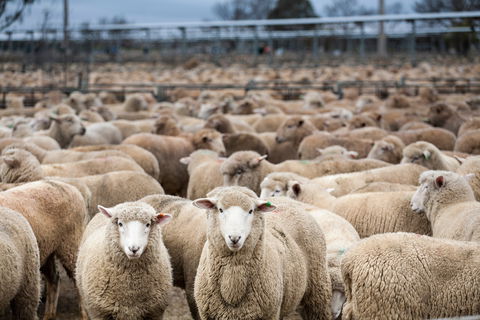 Wagga Wagga Livestock Marketing Centre - Holiday Great Ocean Road 1