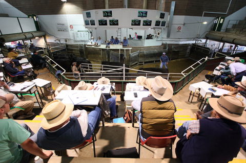 Wagga Wagga Livestock Marketing Centre - Holiday Great Ocean Road 2